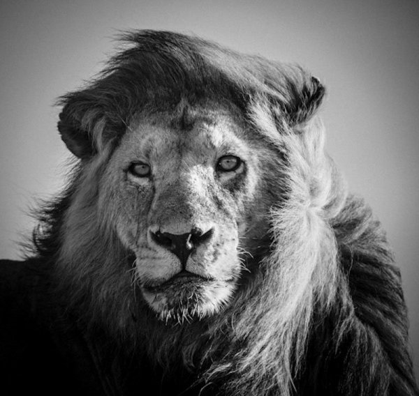 Kép: http://laurentbaheux.com