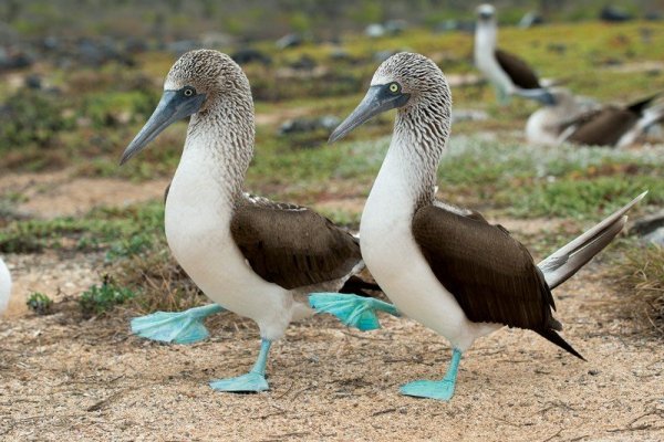 Kép: https://www.newscientist.com