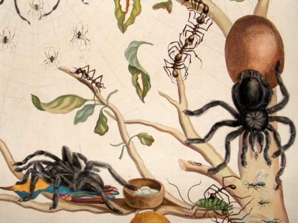 Metamorphosis insectorum Surinamensium /Kép: http://www.theatlantic.com