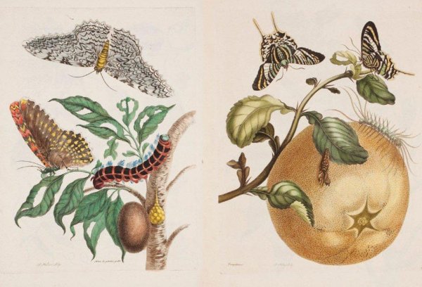 Metamorphosis insectorum Surinamensium /Kép: http://www.theatlantic.com