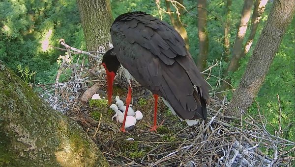 Kép: http://gemenczrt.hu