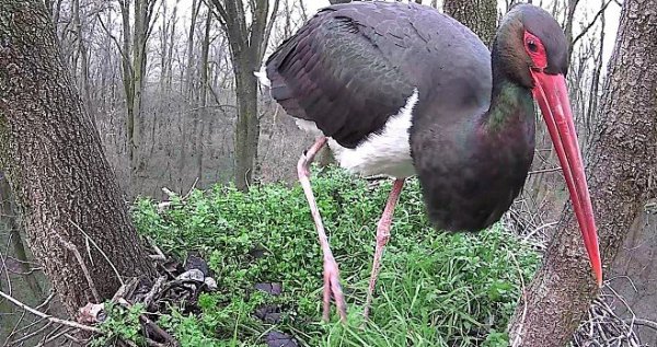 Kép: http://www.pecsistop.hu