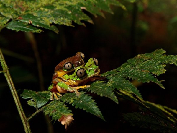 Párzó Costa Rica-i makibékák
