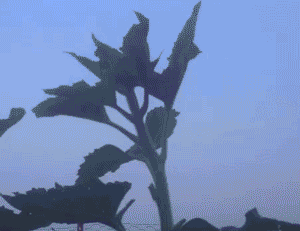 Kép: http://www.nytimes.com